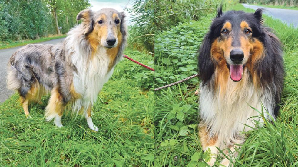 Die beiden Collies Adele (links) und Ihno suchen ein neues Zuhause.  © Fotos: Tierheim Stapelmoor