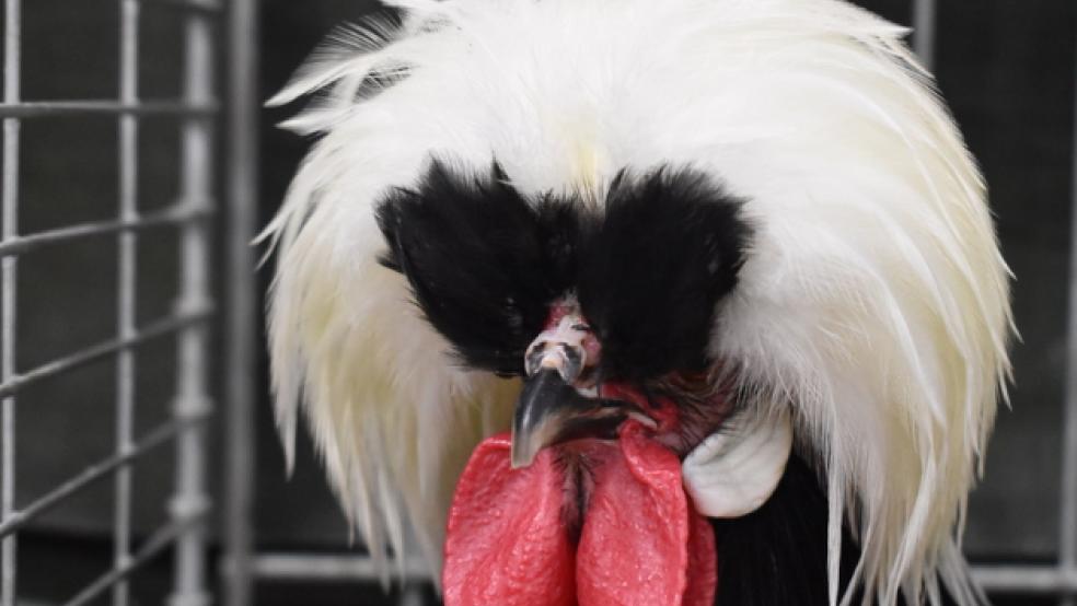 Für Geflügel im Kreis Leer wird wegen der Geflügelpest voraussichtlich ab Mittwoch eine Stallpflicht angeordnet. Das kündigte das Niedersächsische Landwirtschaftsministerium an. Das Foto zeigt eine Holländische Weißhaube auf der Geflügelschau in Weener, die gerade noch rechtzeitig stattfinden konnte. © Foto: Kuper