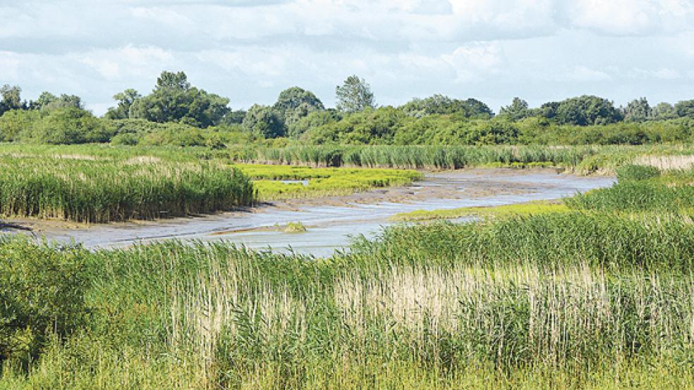 Der Ems-Altarm Vellage zeigt bereits heute, was man sich für Coldemüntje erhofft: Ein tidebeeinflusster Lebensraum mit Wattflächen, Schilfröhrichte sowie Tide-Weiden-Auengehölzen.  © Foto: NLWKN