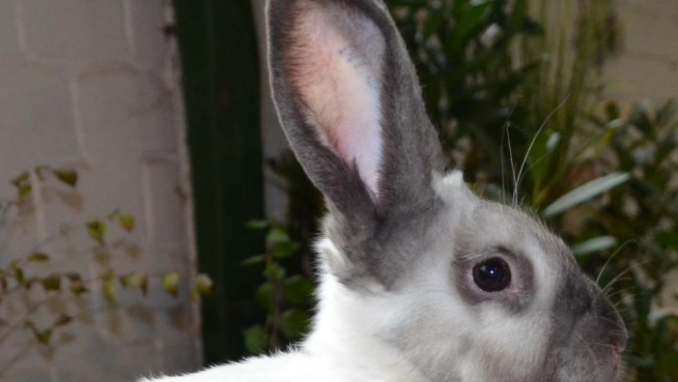 Zu den 75 Rassen, die auf der Kreisverbandsschau in Weener präsentiert werden, gehören auch Sallander. © Foto: privat