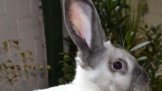 650 Kaninchen aus 75 Rassen