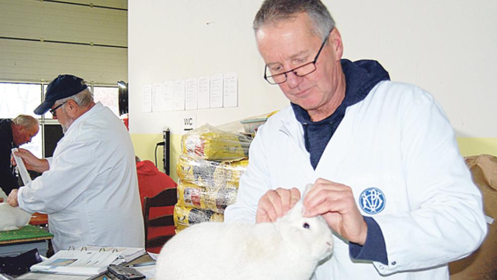 Ein Kaninchen der Rasse Schwarzgrannen bewertet hier Preisrichter Hartmut Peters.  © Hoegen