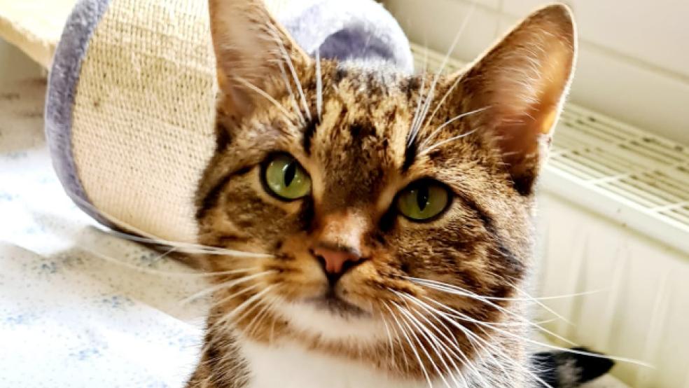 Die junge Katze wartet im Tierheim in Stapelmoor auf ein neues Zuhause. © Foto: Tierschutz Rheiderland