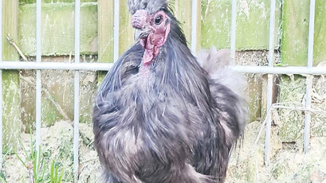 »Heino« sucht ein Zuhause