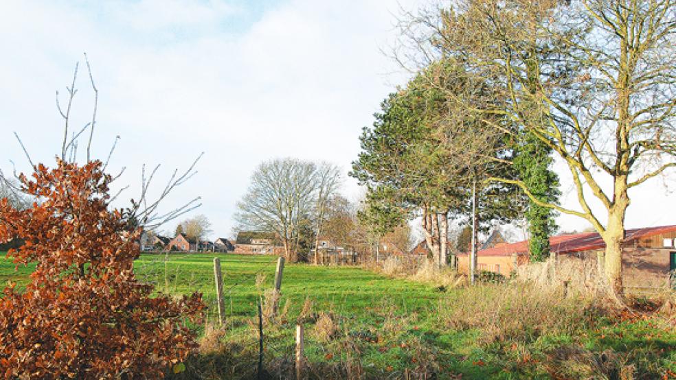 Der künftige Standort der neuen Sporthalle für Oberschule und Grundschule am Beningaweg. Hier soll auf der sprichwörtlichen grünen Wiese gebaut werden, wobei auf ihr allerdings auch einige Bäume stehen.  © Foto: Hoegen