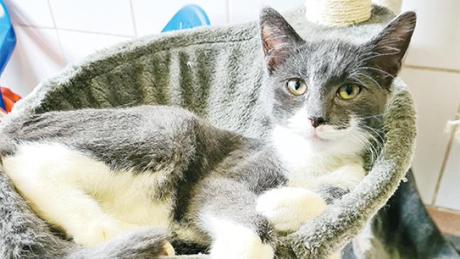 Ein Kater mit Charakter