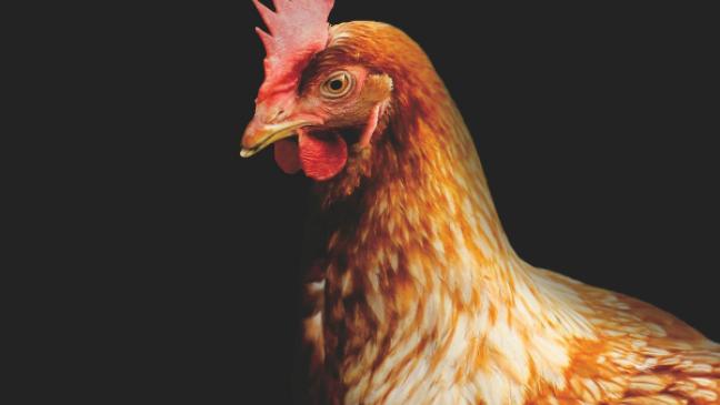 Geflügelpest: Bisher nur drei Kadaver