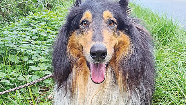 »Ihno« sucht neues Zuhause