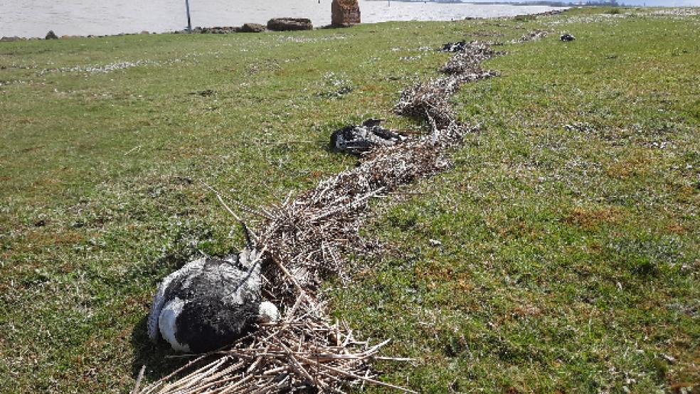 Anfang Mai wurden bei einer Sturmflut rund 1700 tote Wildgänse an Ems und Dollart im Rheiderland angeschwemmt. Im Teekstreifen auf dem Deichvorland in Coldeborg lagen in Abständen von rund zwei bis drei Metern unzählige Kadaver (unser Bild). © Foto: Szyska