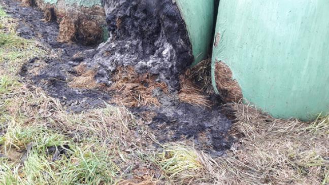 Silageballen in Brand gesteckt