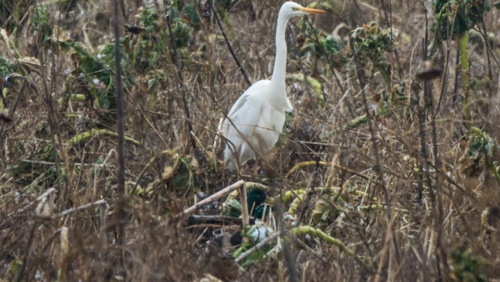 Die Blühstreifen des LNV bieten auch im Winter Schutz für viele Tierarten - wie hier für einen Silberreiher. © Foto: LNV