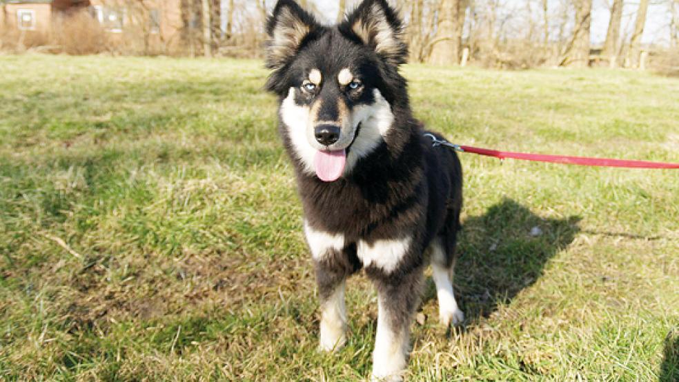 Husky-Hündin »Ronja« ist drei Jahre alt.  © Foto: Tierschutz