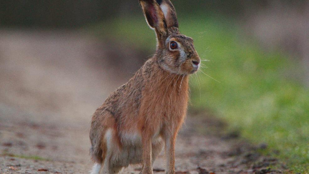 Die Feuerwehr in Holtland rettete einen Hasen, der in einen tiefen Schacht gestürzt war. Das war der letzte Einsatz für die Feuerwehren im Kreis Leer im Jahr 2021. © Foto: Pixabay (Symbolbild)