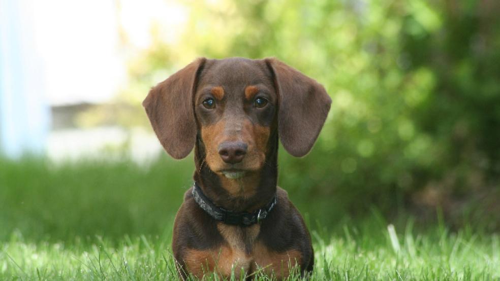 Drei freilaufende Dackel (Beispielfoto) machten heute Jagd auf Kaninchen.  © Foto: pixabay