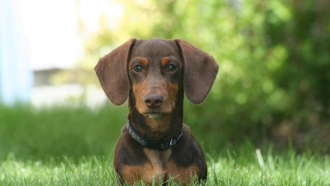 Dackel-Trio jagt Kaninchen auf Borkum