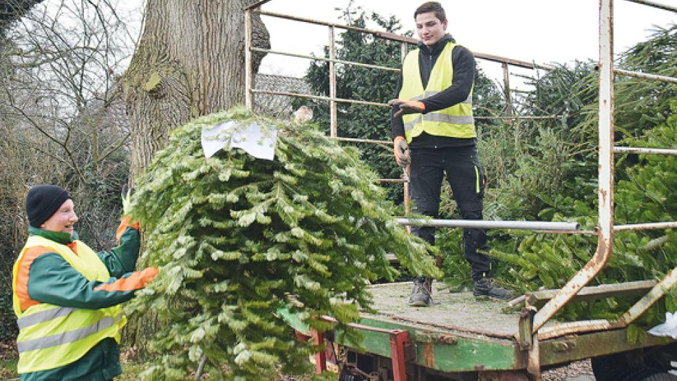 Am Sonnabend sammeln Konfirmanden wieder in Bunde Weihnachtsbäume gegen eine Spende ein.  © Foto: Himstedt