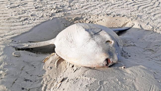 Mondfisch auf Juist gelandet