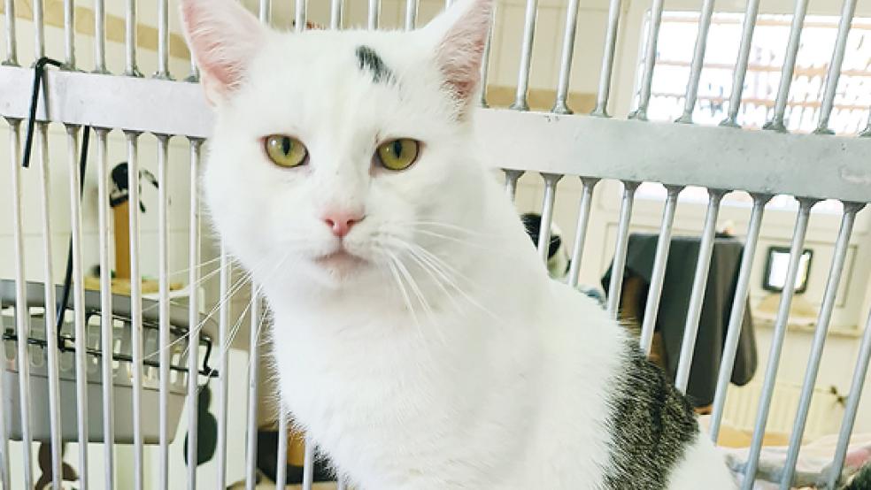 Kater »Klitschko« lebt im Tierheim in Stapelmoor und sucht ein neues Zuhause.  © Foto: Tierschutz