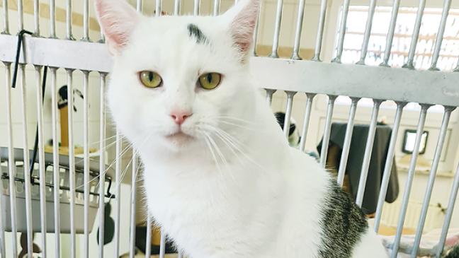 Kleiner Kämpfer sucht ein Zuhause