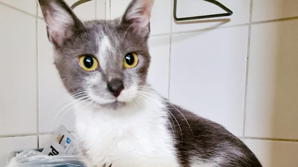 Diese etwa ein Jahr alte Katze sucht ein neues Zuhause.  © Foto: Tierschutz