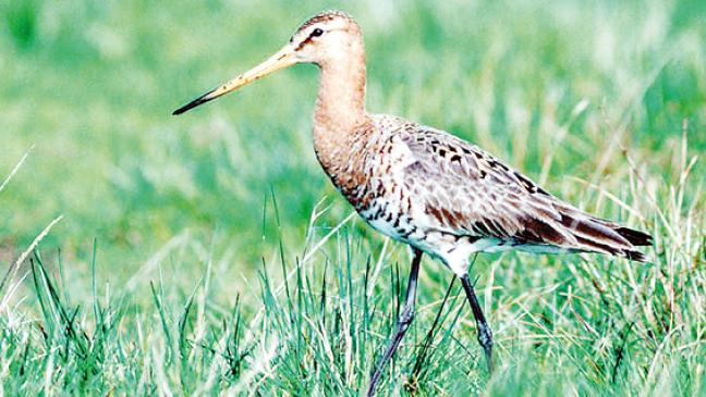 Projekt für Wiesenvögel wird verlängert und erweitert