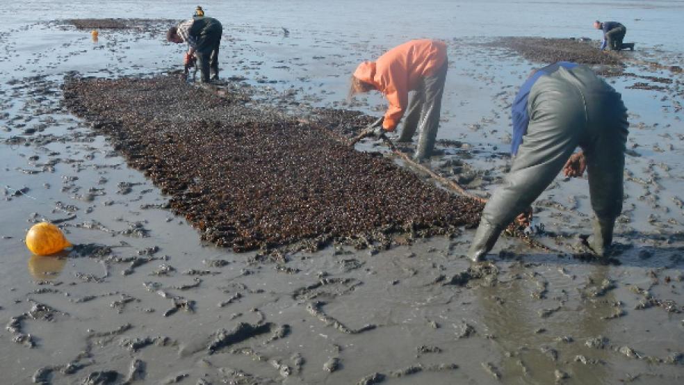 Die Forscher brachten biologisch abbaubare Netze mit Muschel-Larven auf der Wattfläche aus, damit sich eine neue Miesmuschelbank entwickeln konnte. © Foto: Wageningen Marine Research