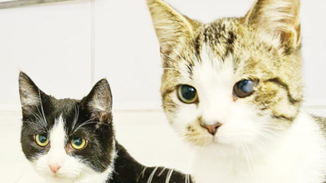 Kater-Brüder suchen Zuhause