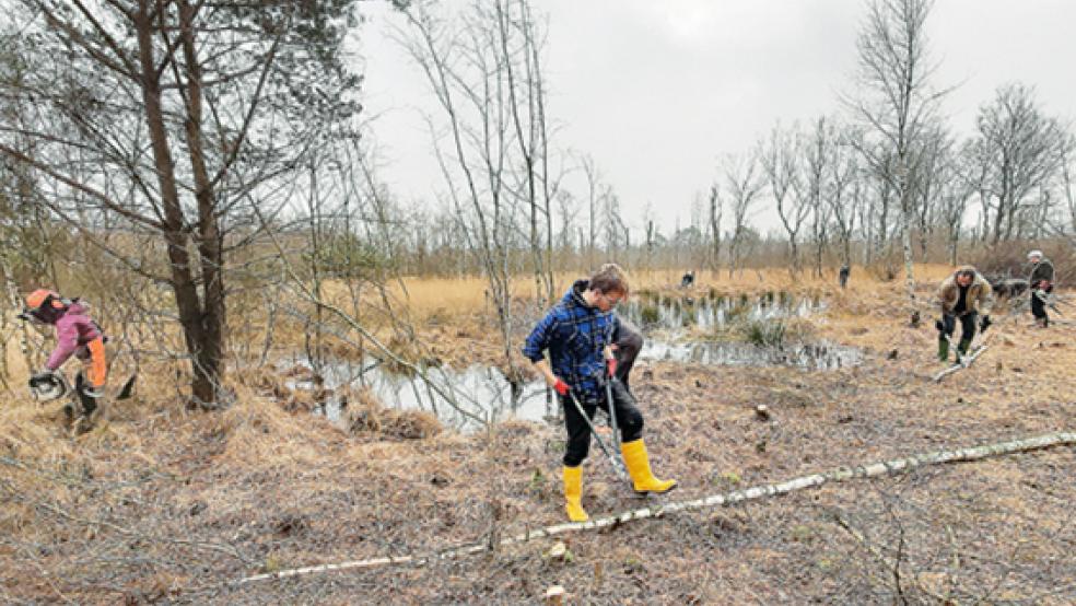 31 Naturbegeisterte haben während der Mooraktionswoche an sechs Einsatztagen über 350 Stunden ehrenamtliche Arbeit für den Natur- und Klimaschutz geleistet.  © Foto: Michael Stevens /NABU