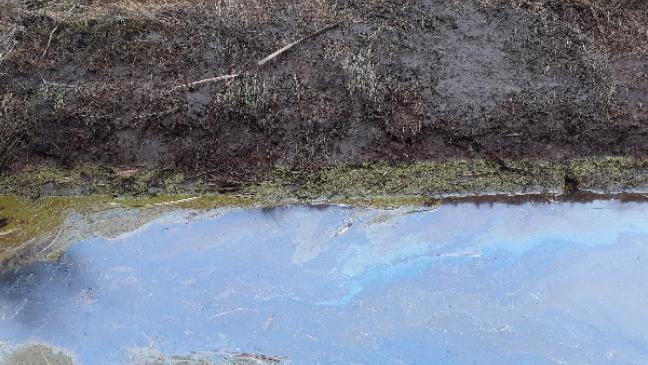 Bakterien sorgen für Schmierfilm