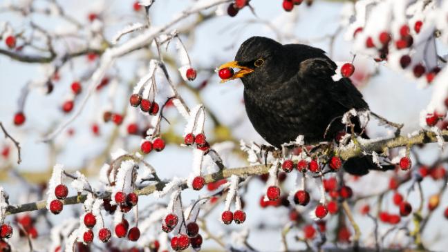 Haussperling, Kohlmeise und Amsel landen auf den vorderen Plätzen