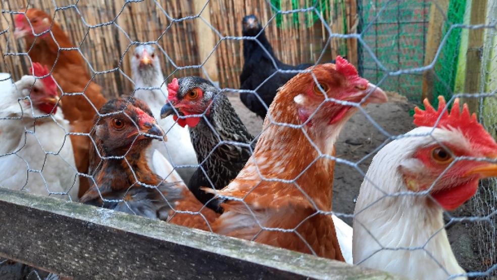Auch diese Hühner müssen in ihrem Stall bleiben. Die geltende Allgemeinverfügung des Landkreises Leer macht keinen Unterschied zwischen einem gewerblichen Massenbetrieb oder einer kleinen Hobbyhaltung. © Foto: Szyska