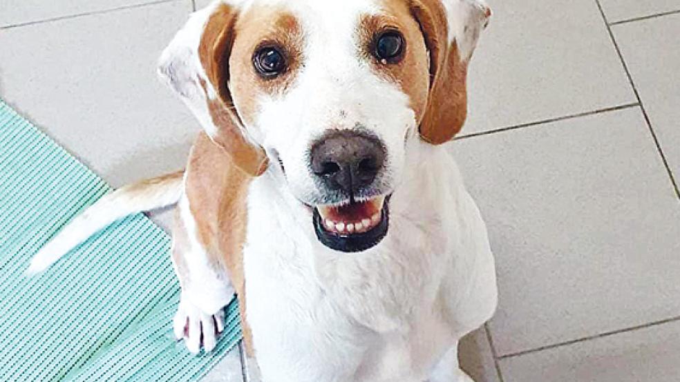  © Foto: Tierschutz Rheiderland