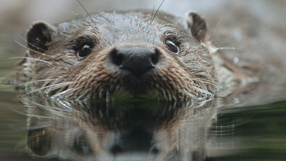 Der Fischotter hat wegen seiner Gefährdung einen gewissen Bekanntheitsgrad erlangt. © Foto: Haid (dpa)