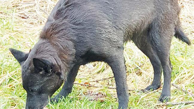 Wer kennt diese Hündin?