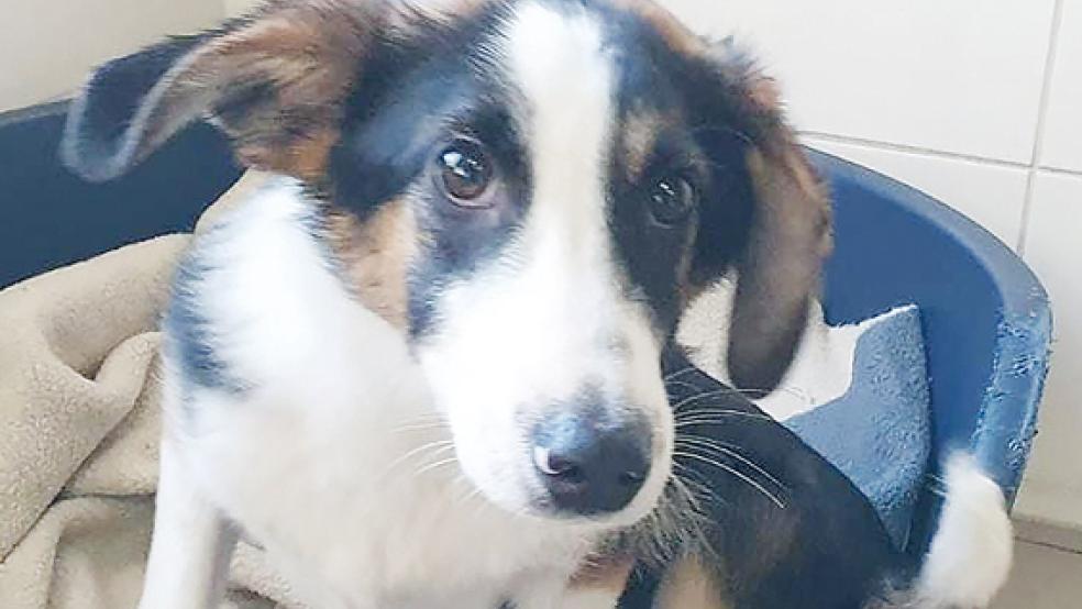 »Alex« sucht ein neues Zuhause.  © Foto: Tierschutz