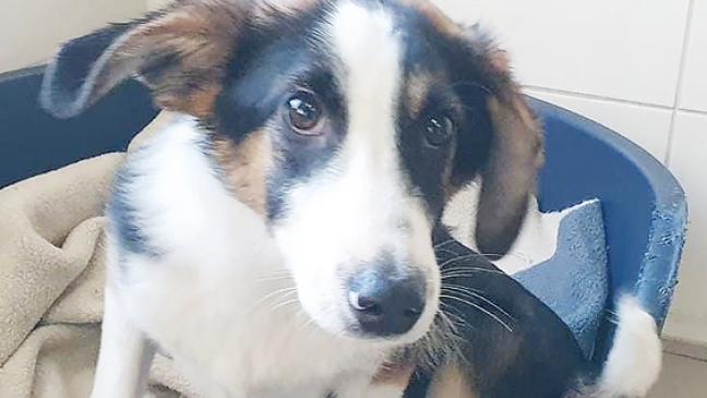 Junger Hund sucht neue Menschen