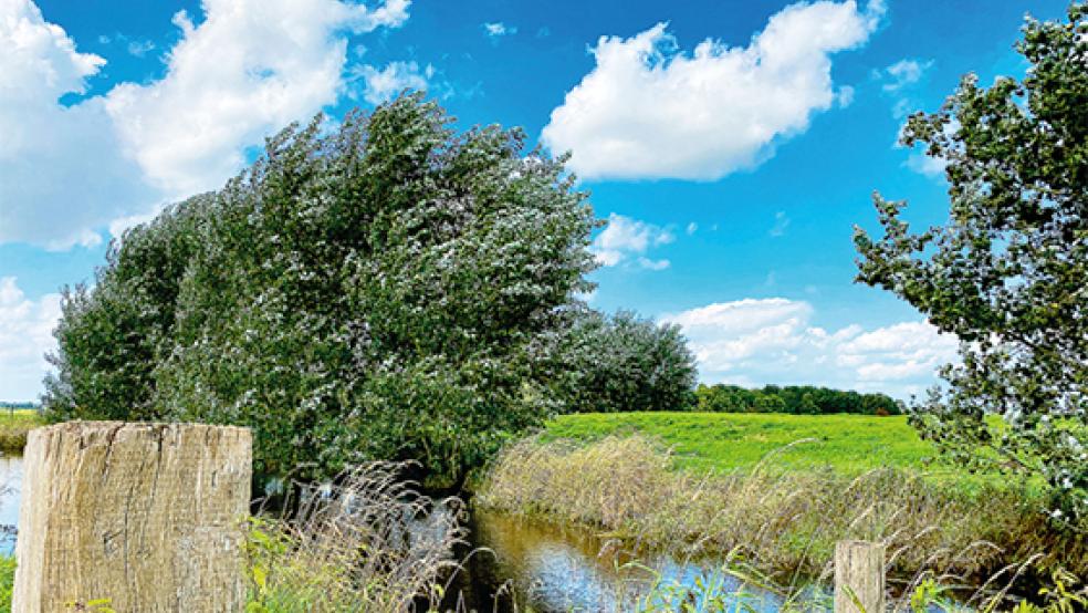 Auch beim Klimaschutz wollen die drei Rheiderland-Kommunen in eine Richtung ziehen.<br />  © Foto: Gemeinde Jemgum