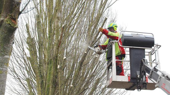 Säuleneichen werden zurückgeschnitten