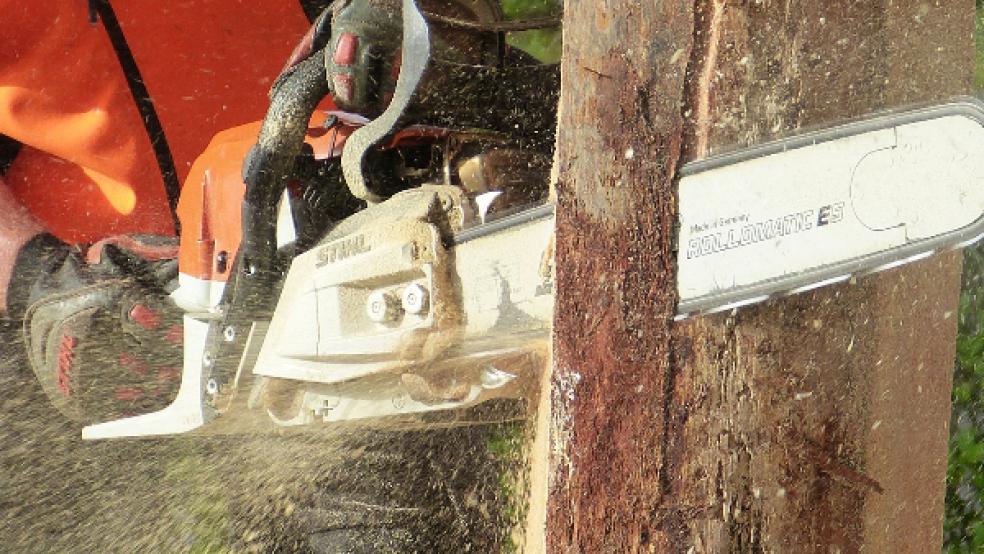 Zwei Mammutbäume und ein Ahorn werden aufgrund von Hohlstellen beziehungsweise von Pilzen und Faulstellen gefällt. Die Maßnahmen gehen auf eine Begutachtung der städtischen Baumkommission zurück. © Foto: Pixabay (Symbolbild)