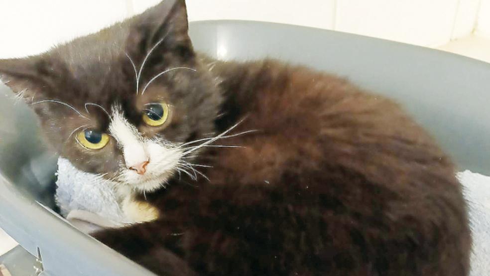 Kater »Tommy« lebt derzeit im Tierheim in Stapelmoor und würde sich über ein neues Zuhause freuen.  © Foto: Tierschutz