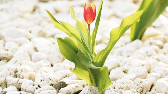 Schlacht gegen den Schotter