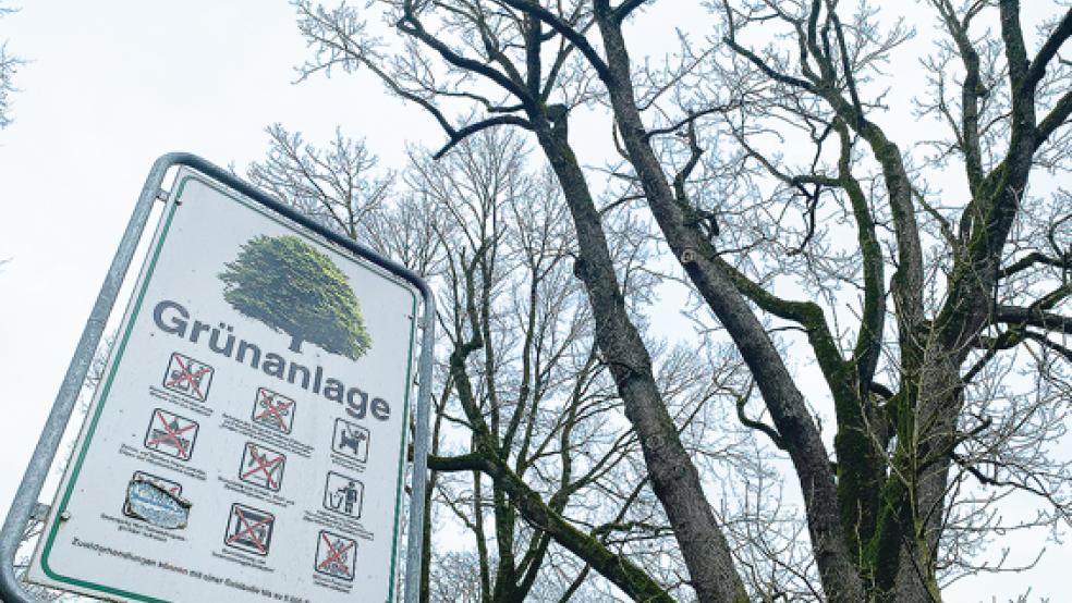 Zwei Mammutbäume (einer davon rechts im Bild) werden ab Dienstag im Stadtgarten gefällt.  © Foto: Hanken