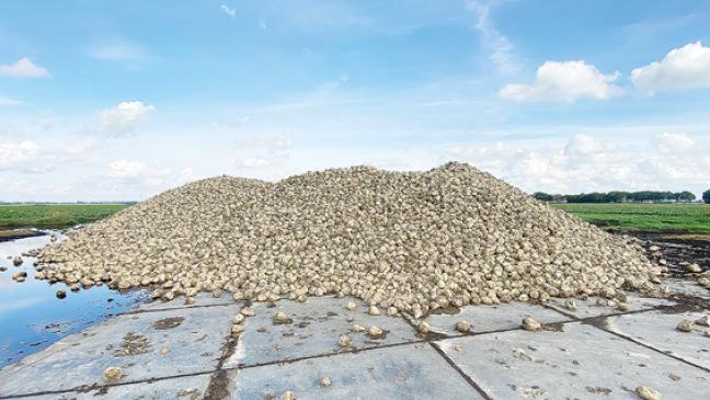 Rübenschnitzel als Ersatz für Plastik