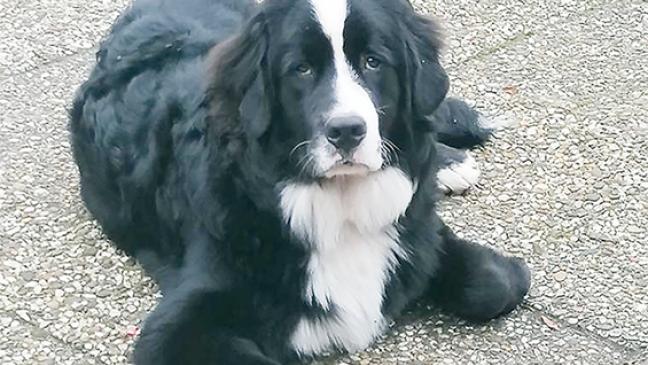 Schmusebär Paul sucht eine Familie