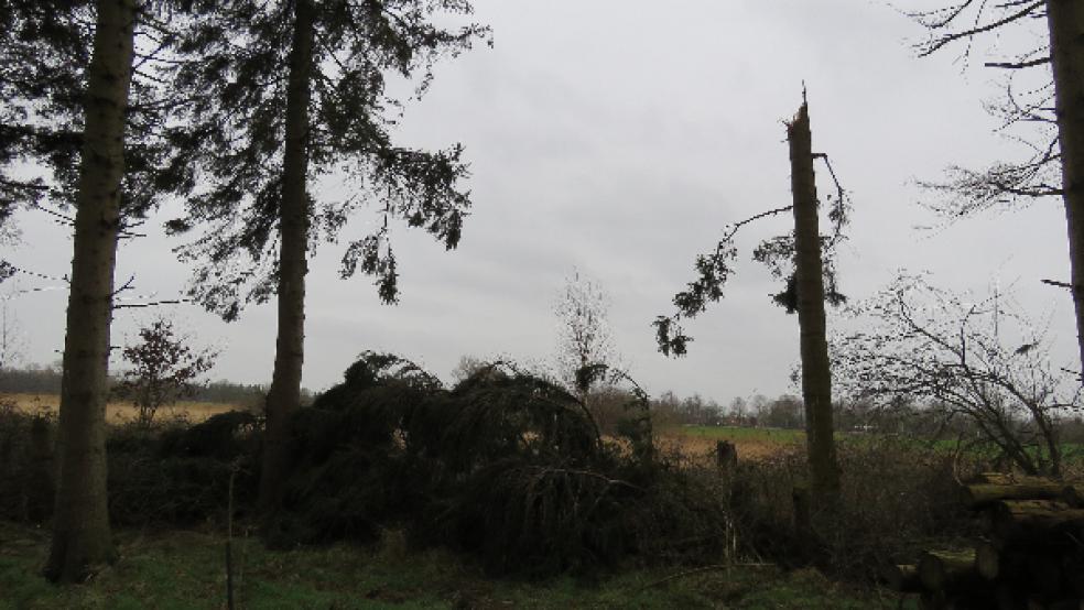 Im »Bußmannschen Wäldchen« am Dwarstief in Weener sollen am Samstag die Sturmschäden beseitigt werden. © Foto: Kolthoff