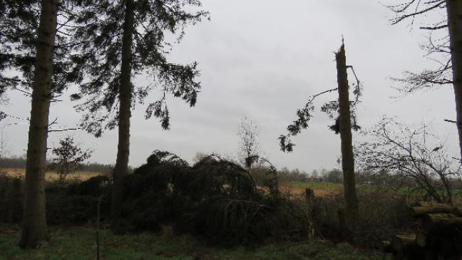Stürme verschonen Wäldchen nicht