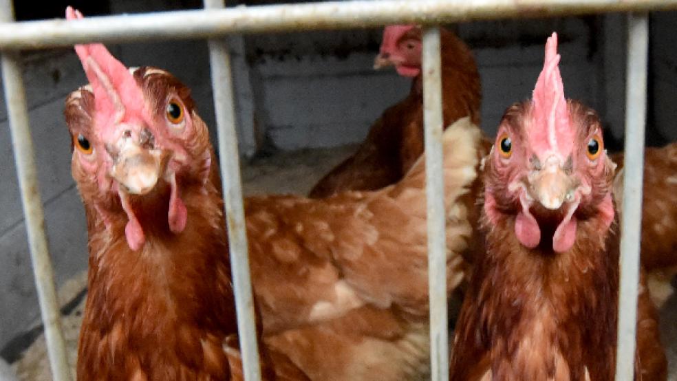 Seit Jahresbeginn wurden alleine im Kreisgebiet 13 Wildvögel positiv auf das Virus getestet. © Foto: dpa