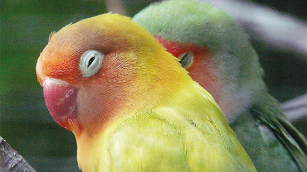 Das Tierheim in Stapelmoor kümmert sich derzeit um einen »Unzertrennlichen«. Diese Vögel haben eine ausgesprochen starke Paarbindung.  © Foto: pixabay