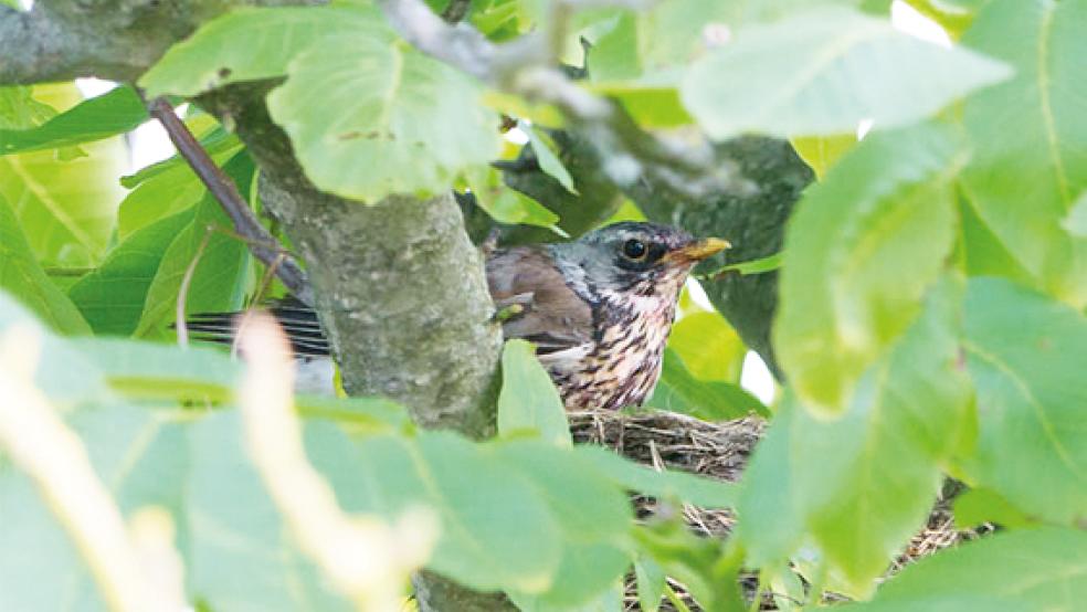 Die Brutsaison hat begonnen. Der Naturschutzbund (NABU) weist auf geltende Regelungen hin.  © Foto: Schwaller (NABU)
