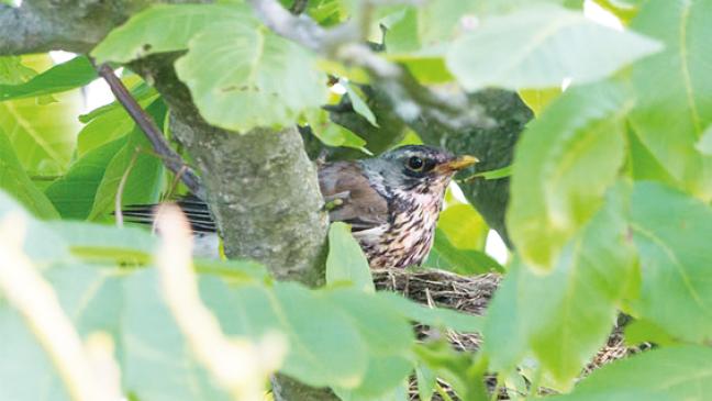 Nur mit Vorsicht pflegen
